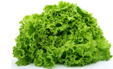 lettuce