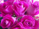 Pink roses